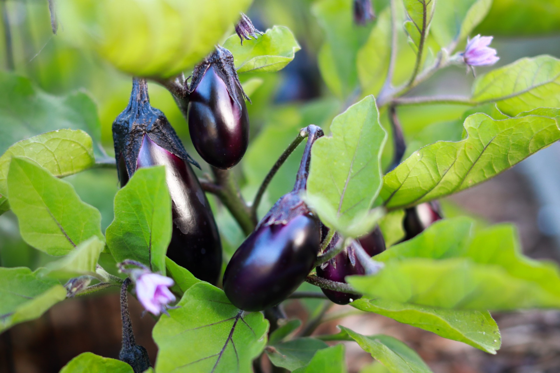 Aubergines